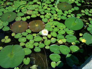 Pond Lillies